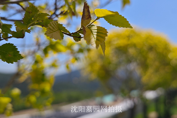沈阳陵园大全培养殡仪服务职业素养及周边城市职业规划