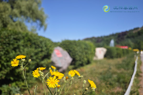 沈阳墓地草坪葬的生态环保性体现在哪些方面？