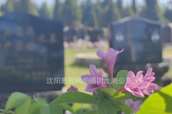 沈阳墓园网拍摄回龙岗公墓